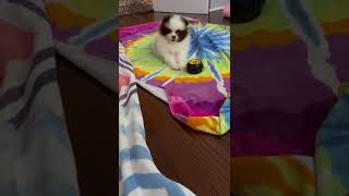 Pomeranian Puppies Videos