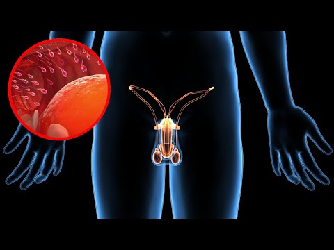 El APARATO REPRODUCTOR MASCULINO explicado: sus partes y funcionamiento👩‍🏫