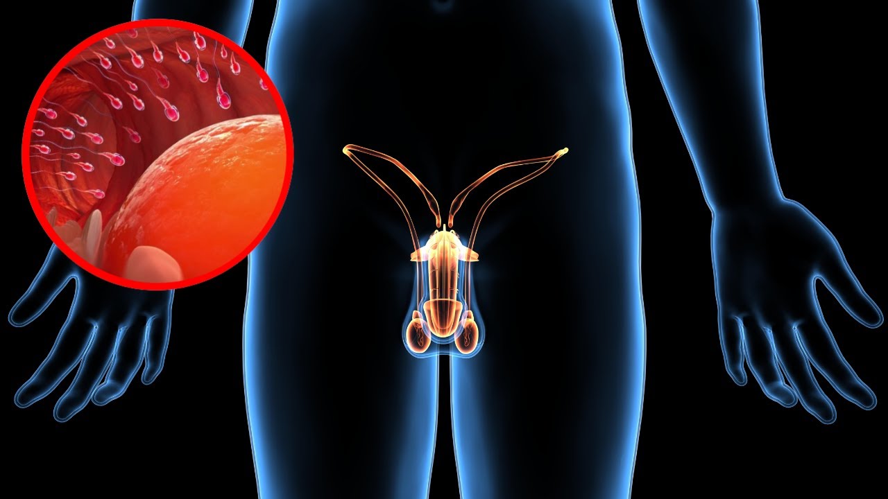 El APARATO REPRODUCTOR MASCULINO explicado: sus partes y funcionamiento👩‍🏫