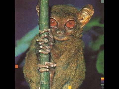 Thugwidow - Requiem For A Sesh