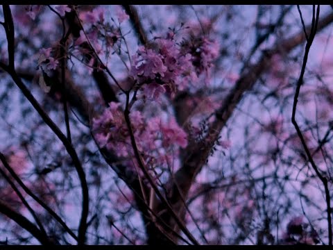 1. ME SINTO EM AMSTERDÃ - Moisés da Torre e Lacerda (Cultivando Flores)