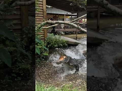 Crocodile vs Magic Mike Hileman! #gatorland #crocodile #crocodiles