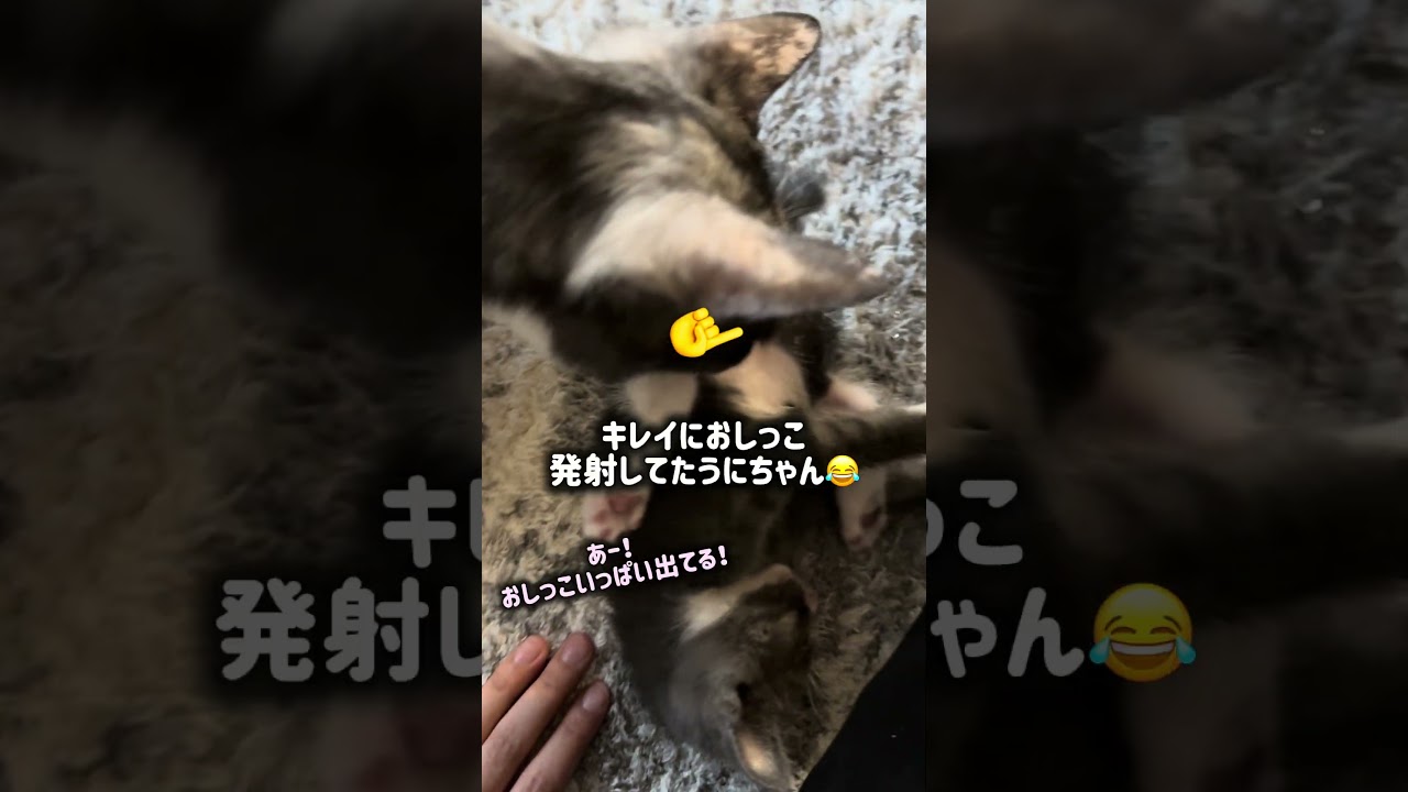 可愛すぎた瞬間🥹🫶🏻#cat #kitten #cute #猫 #子猫