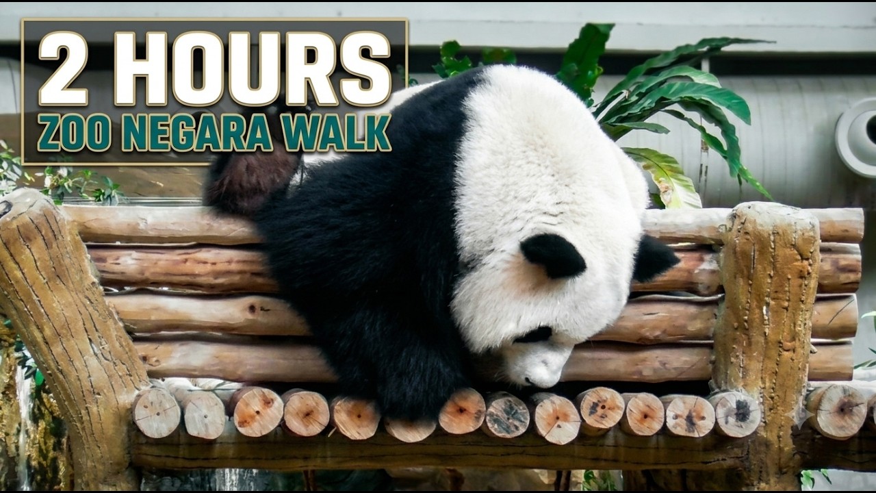 🦁 Zoo Negara Malaysia Full Walking Tour | Complete Zoo Walk in Almost 2 Hours 🇲🇾