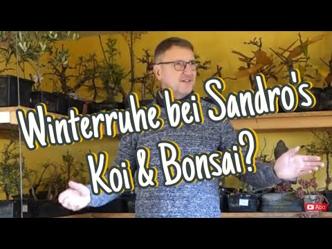 Winterzeit auch Bonsai -Zeit? Überwinterung Pre-Bonsai  2023/44