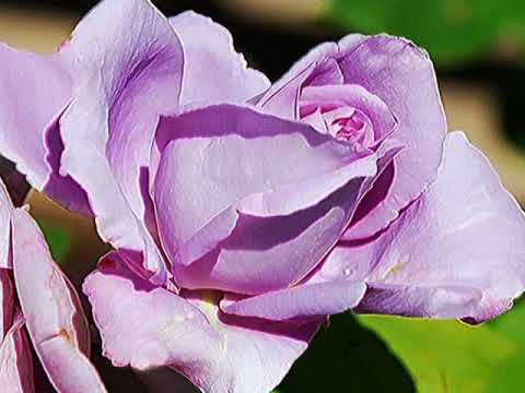 wally stott  - deep purple  -  50s mood music