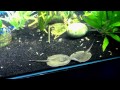 Fresh Water Sting Ray