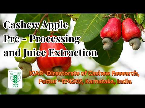 Cashew Apple Pre Processing and Juice Extraction Process