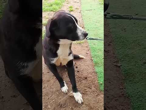 Regalo Sono Oscar apri il mio box sceglimi 