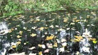 The GazettE-People Error