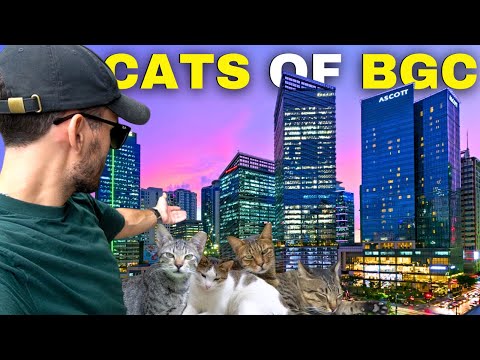 The Filipino City That's Owned by Cats 🇵🇭