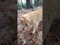 Orange Tabby S Long Precious Meow Says Pet Me Please Shorts