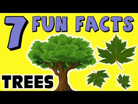 download lagu mp3 mp4 Things About Trees, download lagu Things About Trees gratis, unduh video klip Things About Trees