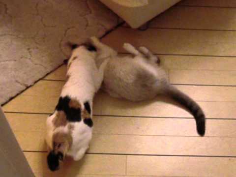 Mariluz + Ventisca 4