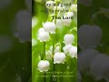 He is the lily of the valley