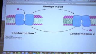 #31 Biochemistry Membrane Transport Lecture for Kevin Ahern's BB 451/551