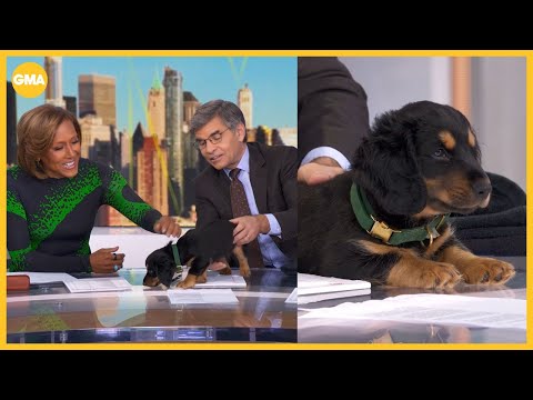 George Stephanopoulos adds new family member - YouTube