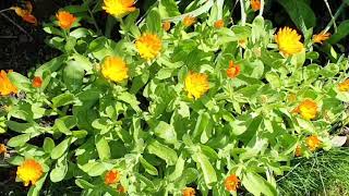 Presence Practice for Building Mastery