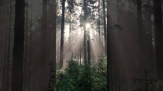 Download lagu Suara hutan | Suasana Hutan mp3