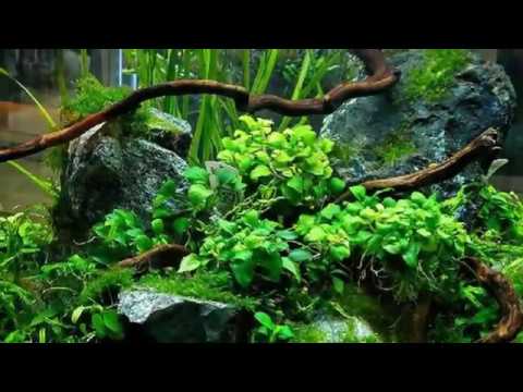 Brilliant Rock and Tree Aquascape Designs