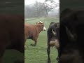 Koeiendans! ?? Ze mogen weer naar buiten!