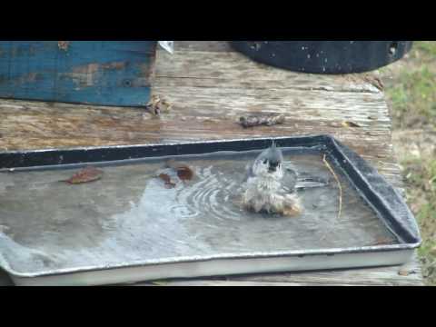 Two Tufted Titmice bathing