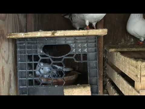 Machine d'élevage de couples de pigeons damascènes