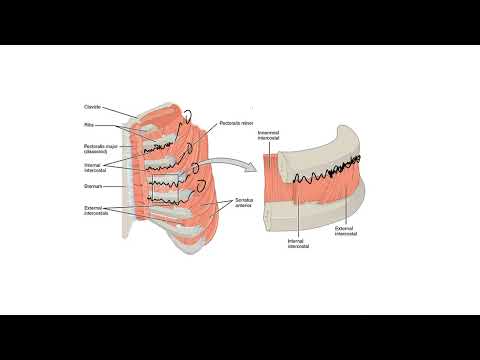 The Lungs Part 2 - Pulmonary Ventilation Part 1. Thoracic Cavity Anatomy. Pulmonary Pressures.