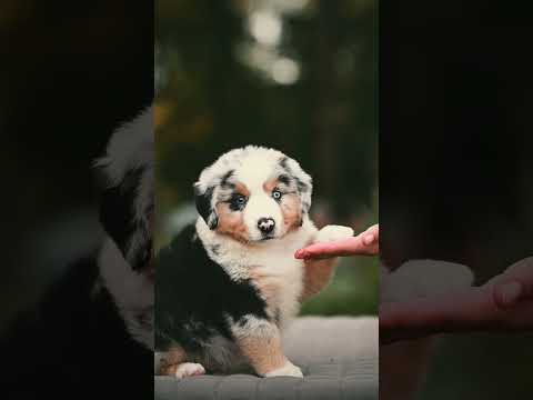 Australian Shepherd puppy for sale