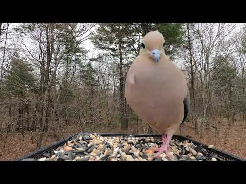 Mourning Dove call