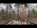 Mourning Dove call