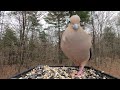 Mourning Dove Call