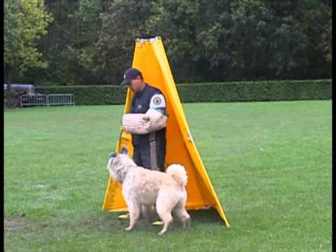 BLOOPERS! Worldchampionship Bouvier IPO 3