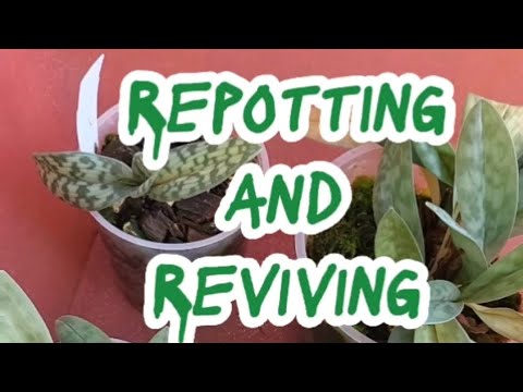 Repotting and Reviving Paphiopedilum Orchids
