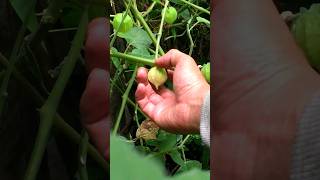 Download lagu nemu buah ciplukan yang udah mulai langka dan bayak manfaatnya #aysadventure #shorts mp3 Download lagu nemu buah ciplukan yang udah mulai langka dan bayak manfaatnya #aysadventure #shorts mp3