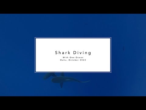 2022 10 03 Shark Diving