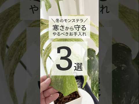 YouTube ショート動画