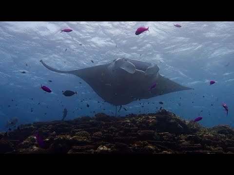 Reef manta ray - Raie manta de récif (Mobula alfredi)