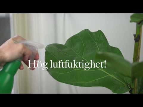 , title : 'Fiolfikus - skötsel och tips för att få en fin fikus växt'