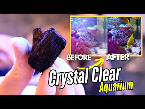 I Found The Secret to Crystal Clear Aquarium Water!