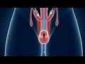 Why Sperm Releases During Sleep  | Nocturnal Emission Explained 3D Medical Animation