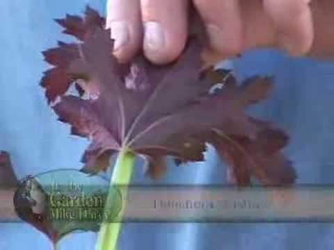 Dan Heims, Terra Nova Nurseries