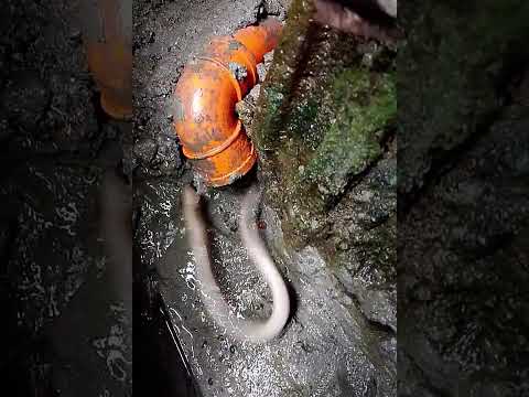 may nag talang ta nga ogdok 🤣