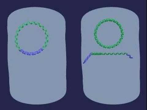 Quello che è la biologia di alimenti di parassiti Trattamento di medicina tradizionale di helminths
