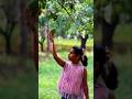 Exploring Mango Farm Roja Vibes By A R Rahman Rojamusic Farmvisit Hyderabad Ytshort Flute