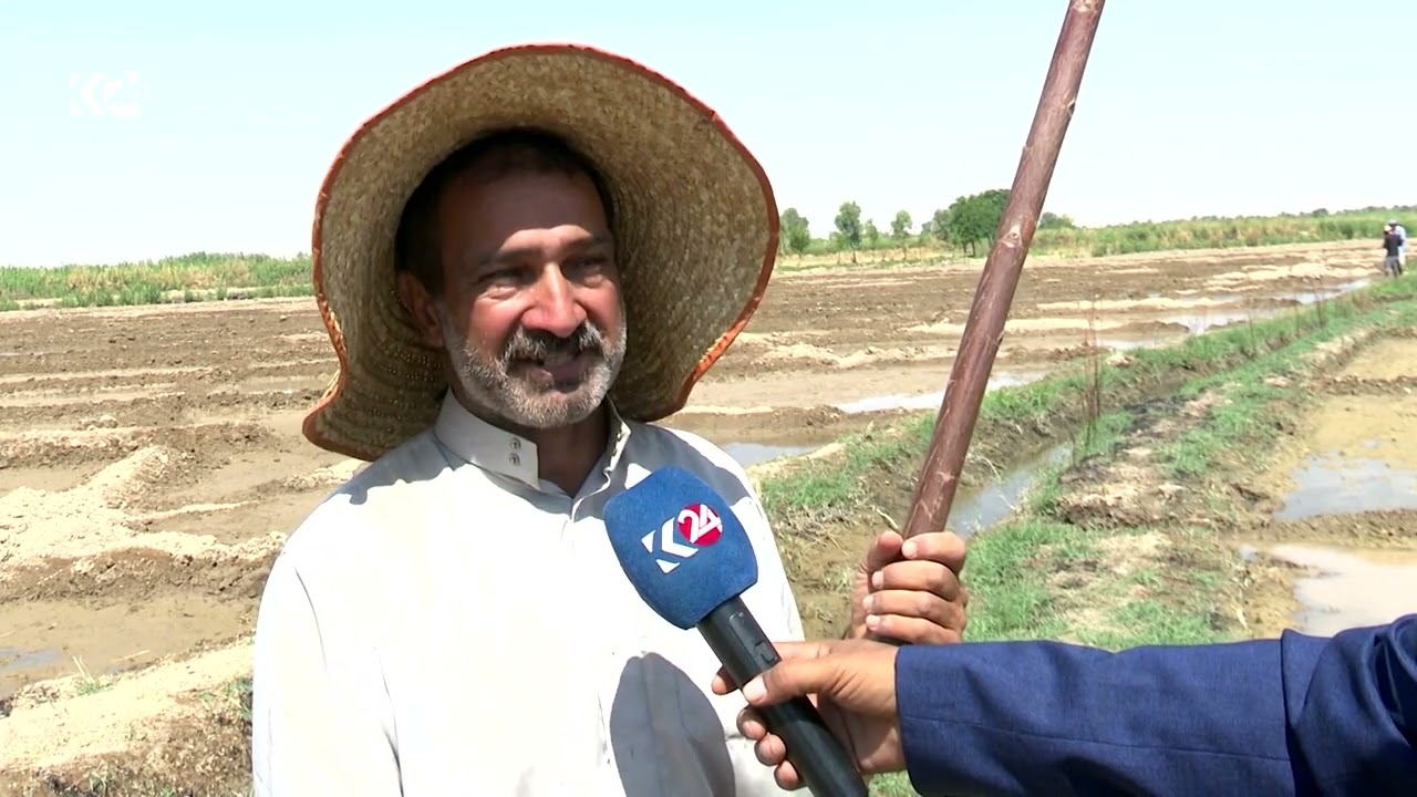 ڤیدیۆ | لەگەڵ بەرزبوونەوەی پلەکانی گەرما لە سنووری ئیدارەی گەرمیان جووتیاران دەستیان بە مەرەزەکردن کردووە