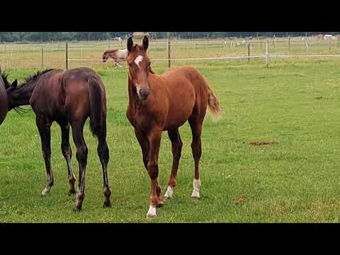 Hengstfohlen von Total Hope x Blickpunkt