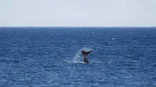 Les Baleines de Valdès depuis la plage