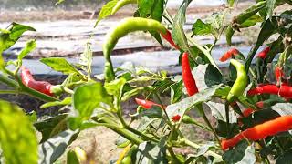 Download lagu Puisi cabe mp3 Download lagu Puisi cabe mp3