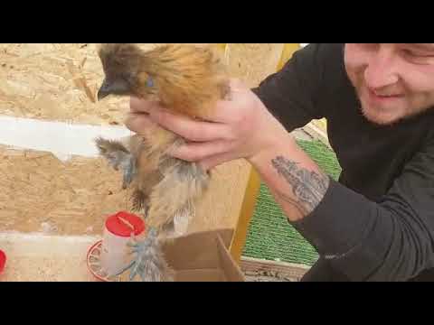 Die Zwergseidenhühner ziehen ein